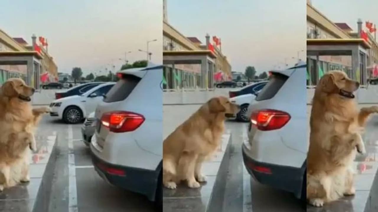 യജമാനന്‍റെ കാർ പാർക്ക് ചെയ്യാൻ സഹായിക്കുന്ന വളര്‍ത്തുനായ; വീഡിയോ വൈറല്‍
