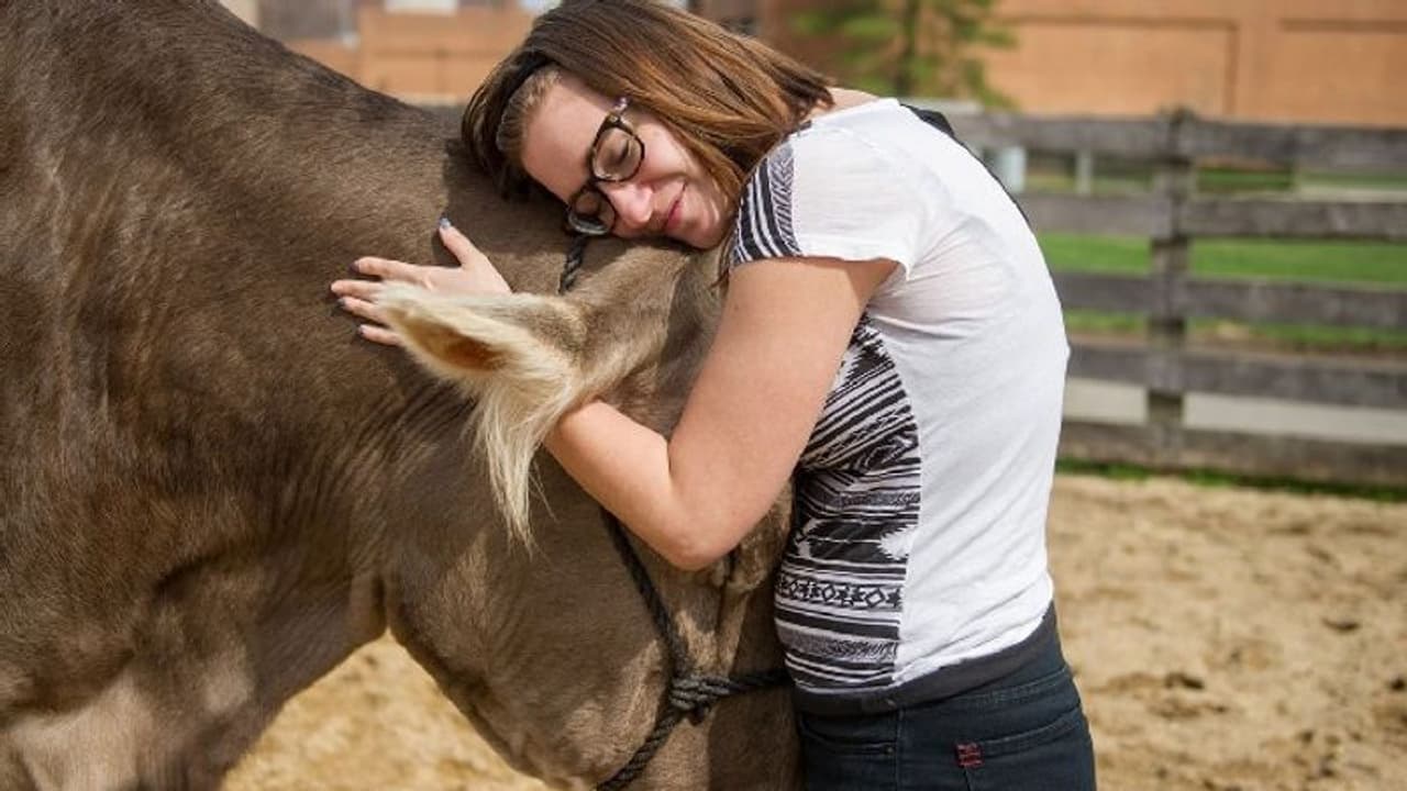 പ്രതിസന്ധിക്കാലത്ത് ആശ്വാസത്തിനായി പശുക്കളെ കെട്ടിപ്പിടിക്കാം; അമേരിക്കയിലിത് 'ട്രെന്‍ഡ്' ആണ്...