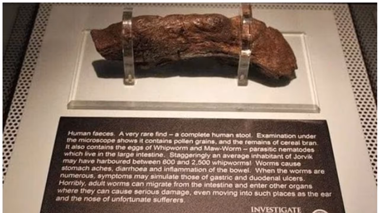 ലോകത്തിലെ ഏറ്റവും വലിയ മനുഷ്യ വിസർജ്ജ്യം യുകെയിലെ മ്യൂസിയത്തിൽ