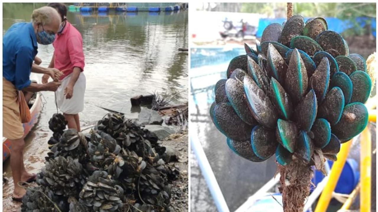 പരീക്ഷണാടിസ്ഥാനത്തിൽ നടത്തിയ നൂതന സംയോജിത ജലകൃഷി കേരളത്തിൽ വിജയം പരീക്ഷണാടിസ്ഥാനത്തിൽ നടത്തിയ നൂതന സംയോജിത ജലകൃഷി കേരളത്തിൽ വിജയം