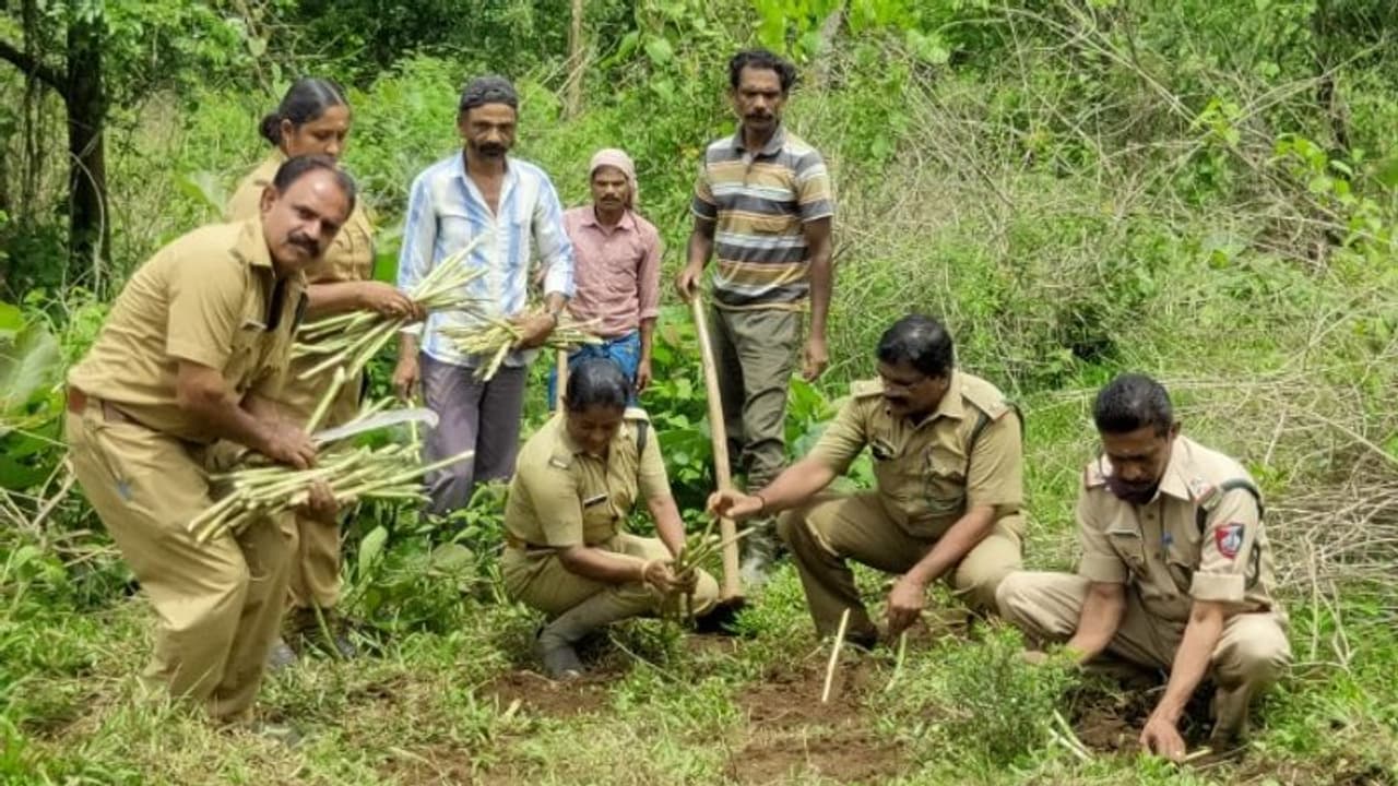 കാട്ടില് പുല്മേടുകള് ഒരുക്കി മൃഗങ്ങളെ വരുതിയിലാക്കാന് വനംവകുപ്പ് കാട്ടില് പുല്മേടുകള് ഒരുക്കി മൃഗങ്ങളെ വരുതിയിലാക്കാന് വനംവകുപ്പ്