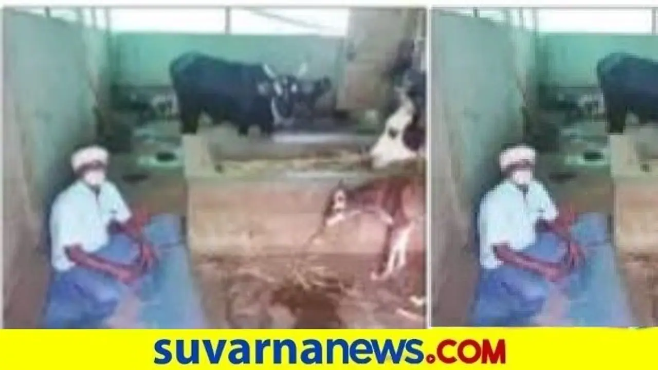 ದನದ ಕೊಟ್ಟಿಗೆಯಲ್ಲೇ ಕ್ವಾರಂಟೈನ್‌ ಆಗಿ ಕೊರೋನಾ ಗೆದ್ದ!