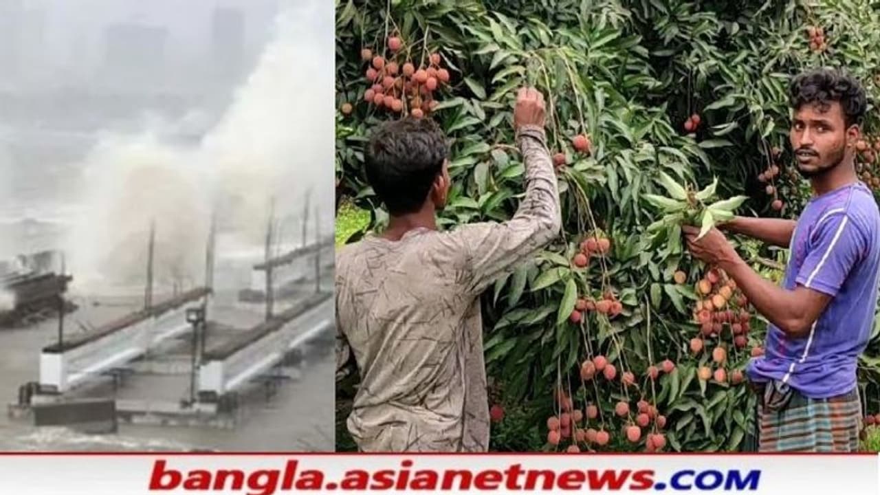 'ফল পাড়বে না রাখবে', পরামর্শ না পেয়ে 'যশ' র আতঙ্কে ঘুম উড়ল আম লিচু মালিকদের 'ফল পাড়বে না রাখবে', পরামর্শ না পেয়ে 'যশ' র আতঙ্কে ঘুম উড়ল আম লিচু মালিকদের