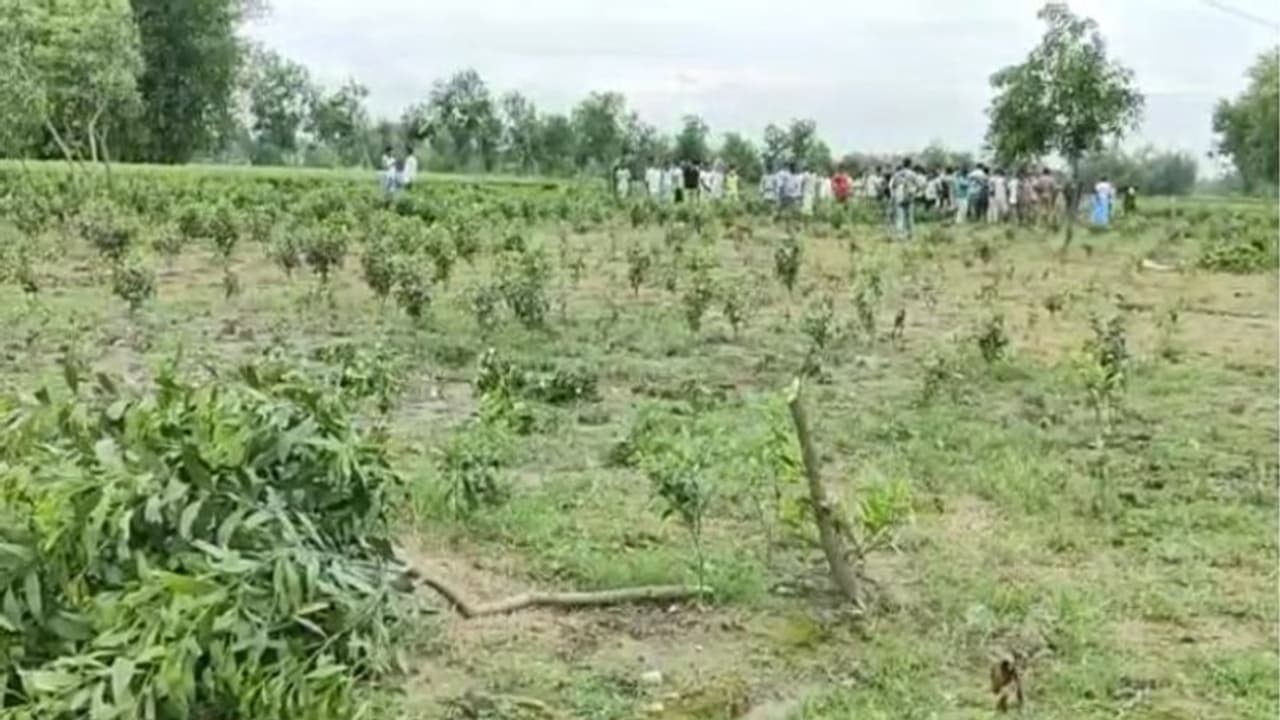রাতের অন্ধকারে উপড়ে ফেলা হল চার পাঁচ হাজার গাছ! ক্ষতি কয়েক লক্ষ টাকার রাতের অন্ধকারে উপড়ে ফেলা হল চার পাঁচ হাজার গাছ! ক্ষতি কয়েক লক্ষ টাকার