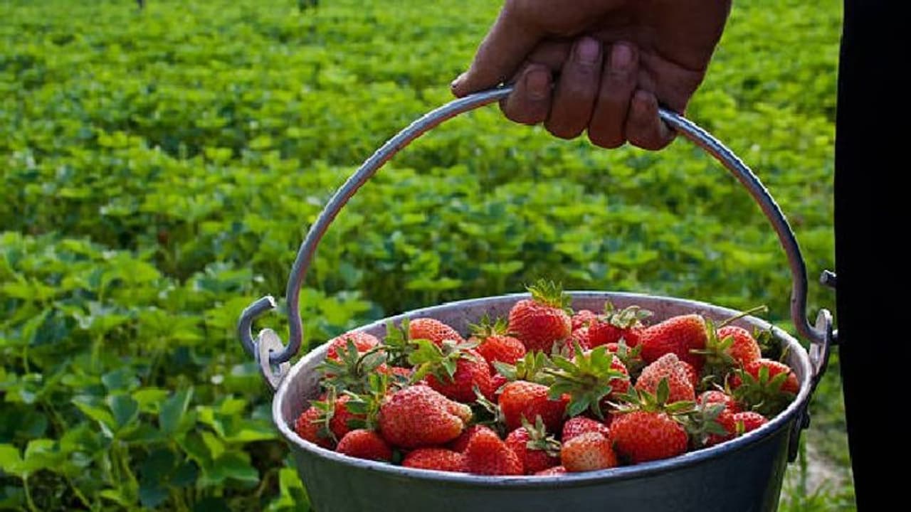 Business Idea কম পুঁজি বিনিয়োগে মোটা টাকা উপার্জন করতে চাইছেন, আজই সুরু করুন স্ট্রবেরি চাষের ব্যবসা Business Idea কম পুঁজি বিনিয়োগে মোটা টাকা উপার্জন করতে চাইছেন, আজই সুরু করুন স্ট্রবেরি চাষের ব্যবসা