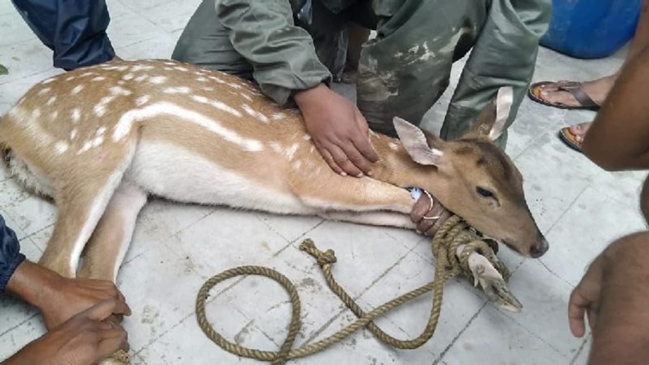 জলের তোড়ে লোকালয়ে ভেসে এল হরিণ, প্রাণ বাঁচাল গোসাবা থানার টিম জলের তোড়ে লোকালয়ে ভেসে এল হরিণ, প্রাণ বাঁচাল গোসাবা থানার টিম