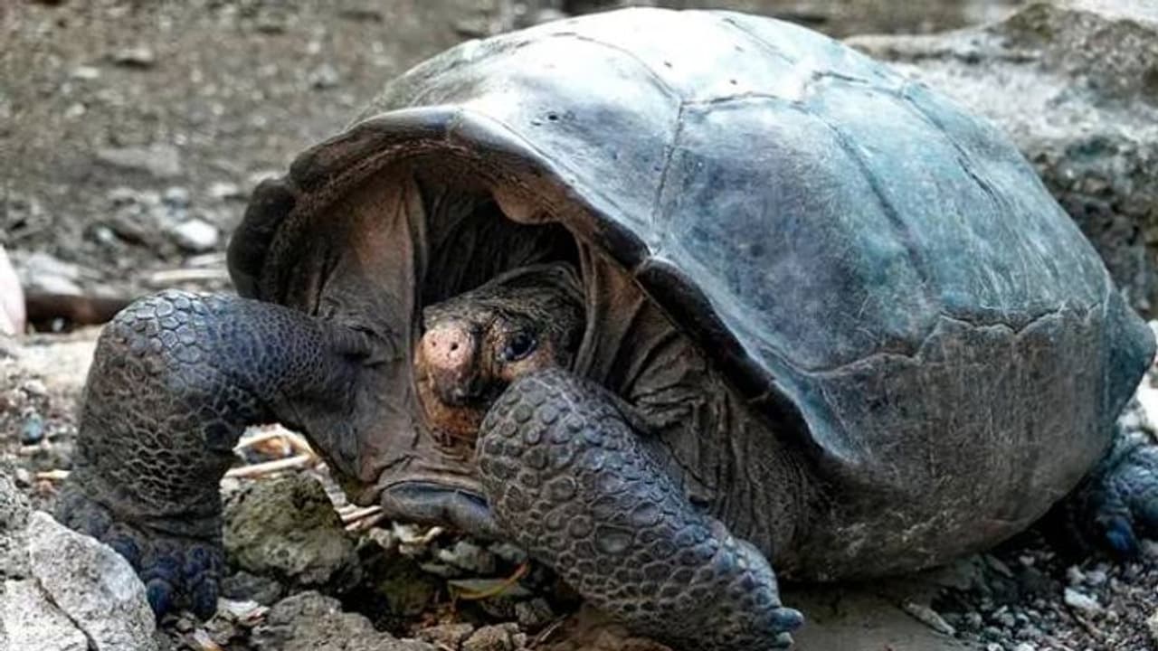 നൂറുവർഷം മുമ്പ് വംശനാശം സംഭവിച്ചുവെന്ന് കരുതിയിരുന്ന ഭീമൻ ആമകളെ വീണ്ടും കണ്ടെത്തി! അമ്പരന്ന് ​ഗവേഷകർ