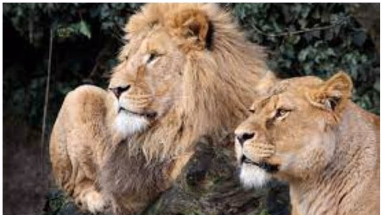 ಮೃಗಾಲಯದಲ್ಲಿ ಹರಡುತ್ತಿದೆ ಕೊರೋನಾ; ಮತ್ತೆರಡು ಸಿಂಹದಲ್ಲಿ ಸೋಂಕು ಪತ್ತೆ ಮೃಗಾಲಯದಲ್ಲಿ ಹರಡುತ್ತಿದೆ ಕೊರೋನಾ; ಮತ್ತೆರಡು ಸಿಂಹದಲ್ಲಿ ಸೋಂಕು ಪತ್ತೆ