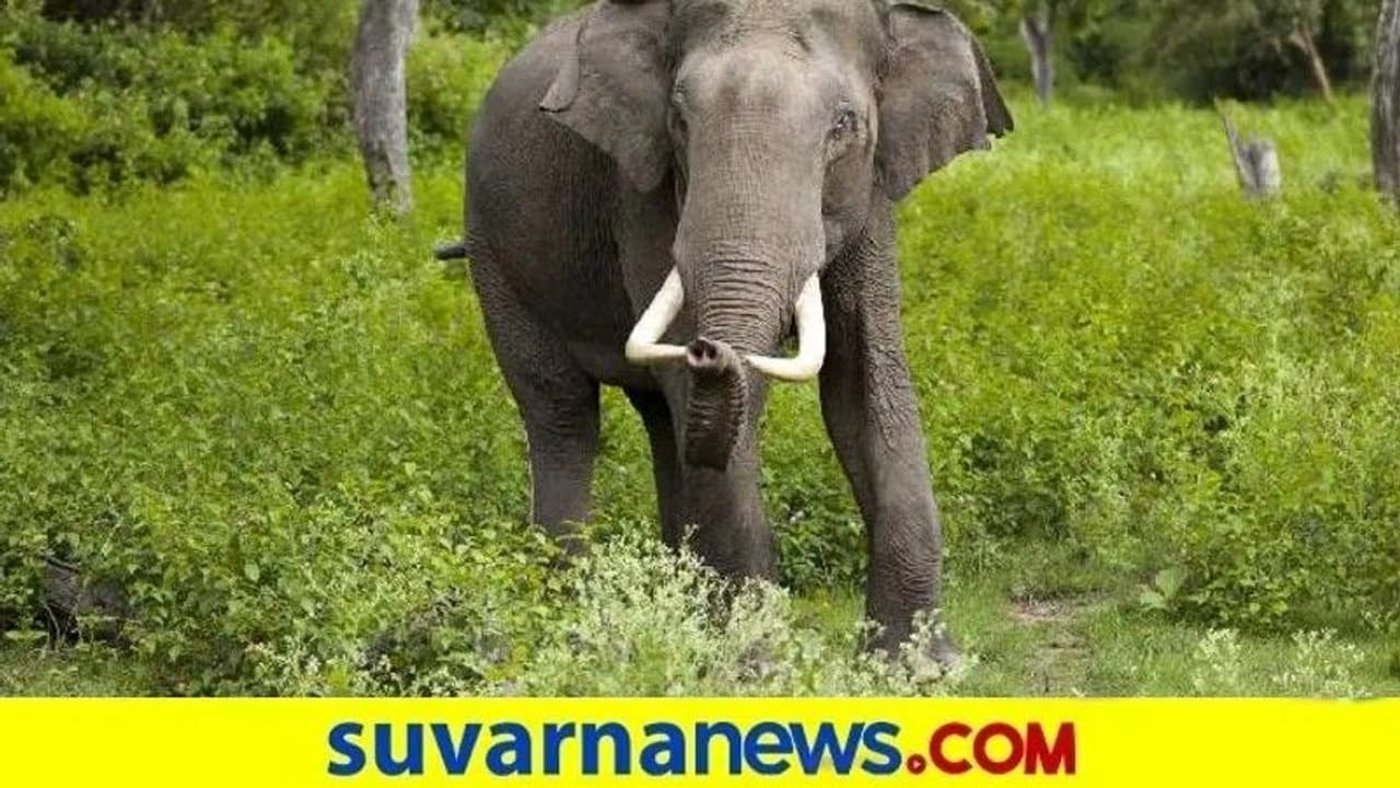 ಕೊಡಗಲ್ಲಿ ಬೆಳ್ಳಂಬೆಳಗ್ಗೆ ಕಾಡಾನೆ ದಾಳಿ : ವ್ಯಕ್ತಿ ಸಾವು