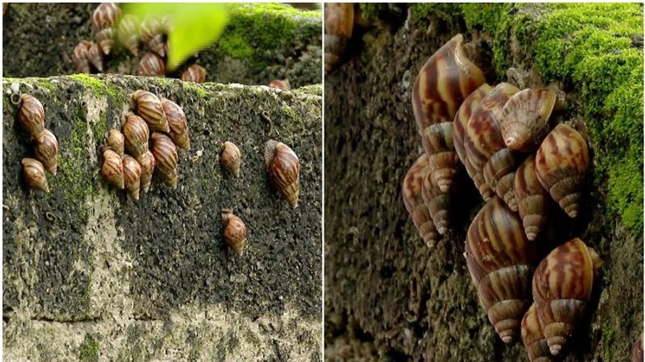 ಈ ಊರು ತುಂಬಾ ಹುಳುವಿನ ಕಾಟ, ನಿವಾಸಿಗಳ ಬದುಕು ಹೈರಾಣ!