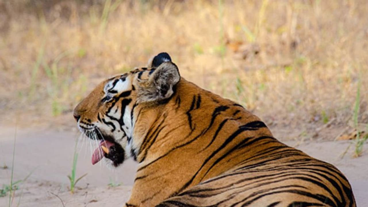 70 ಹುಲಿಗಳ ಹಂತಕ ಕೊನೆಗೂ ಸೆರೆ! 70 ಹುಲಿಗಳ ಹಂತಕ ಕೊನೆಗೂ ಸೆರೆ!