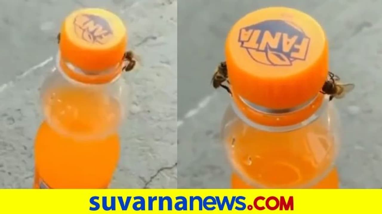 ಜೇನು ನೊಣ ಫಾಂಟಾ ಕ್ಯಾಪ್ ತೆಗೆಯೋದ್ ನೋಡಿದ್ರಾ ? ವಿಡಿಯೋ ವೈರಲ್ ಜೇನು ನೊಣ ಫಾಂಟಾ ಕ್ಯಾಪ್ ತೆಗೆಯೋದ್ ನೋಡಿದ್ರಾ ? ವಿಡಿಯೋ ವೈರಲ್