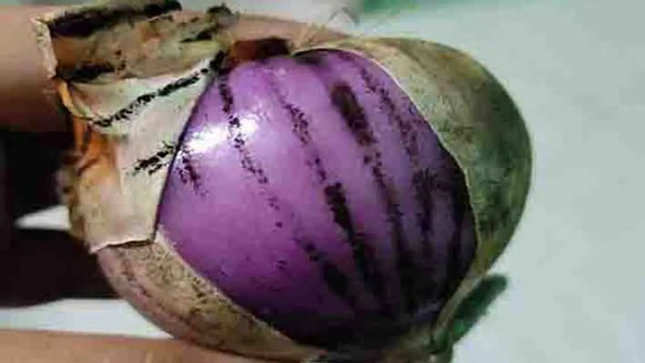 வெங்காயத்தினால் கருப்பு பூஞ்சை வைரஸ் பரவுகிறதா? டெல்லி எய்ம்ஸ் பரபரப்பு விளக்கம்..!