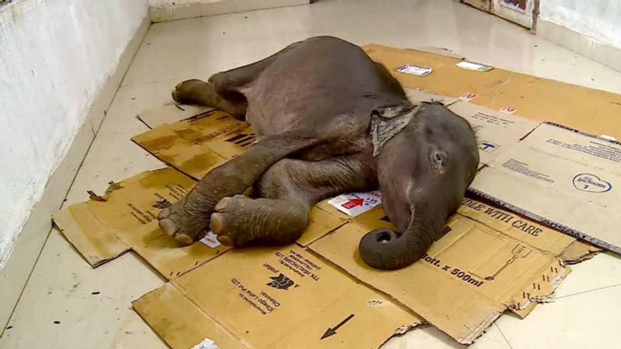 ചികിത്സ ഫലം കണ്ടില്ല; ജൂനിയര് സുരേന്ദ്രന് ചരിഞ്ഞു ചികിത്സ ഫലം കണ്ടില്ല; ജൂനിയര് സുരേന്ദ്രന് ചരിഞ്ഞു