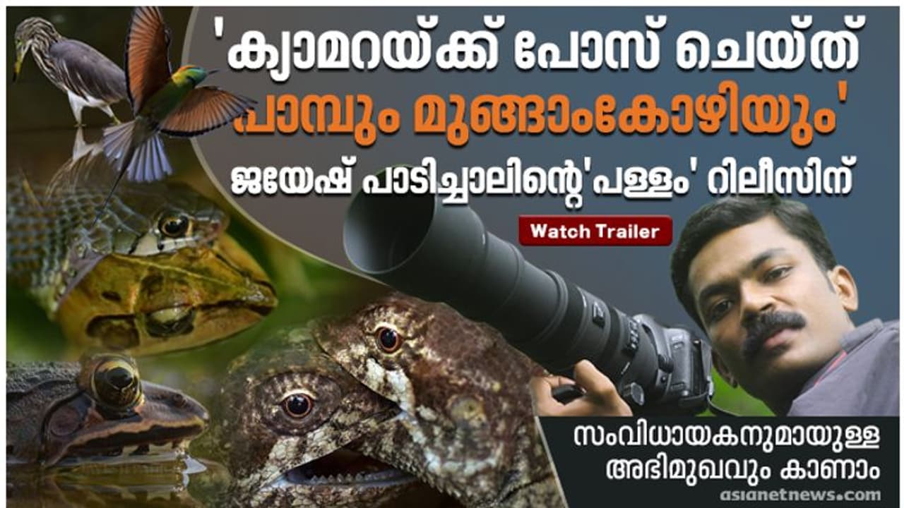 'ക്യാമറയ്‍ക്ക് മുന്നില്‍ പോസ് ചെയ്‍ത് പാമ്പും മുങ്ങാംകോഴിയും', പാറക്കുളത്തിലെ വിസ്‍മയിപ്പിക്കുന്ന കാഴ്‍ചകള്‍