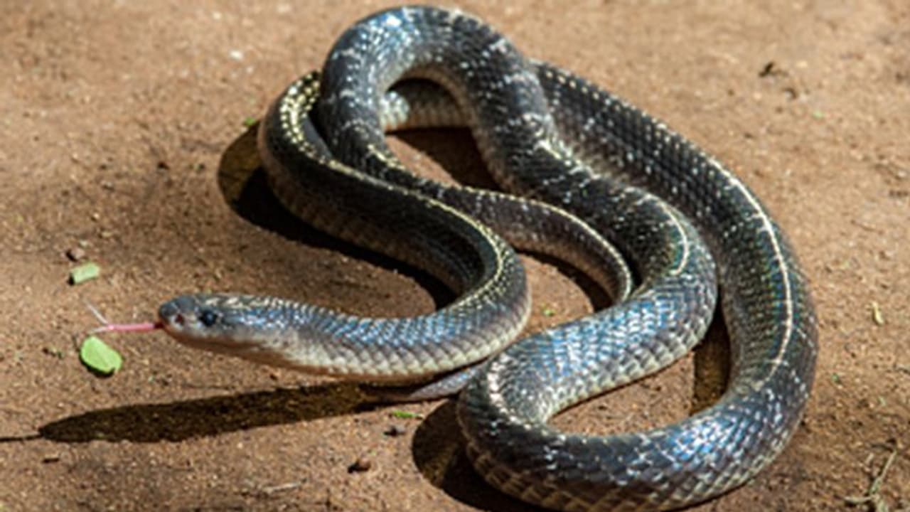 ఆ పామును తినడమే కరోనాకు విరుగుడట... తమిళనాడు వాసి వీడియో వైరల్