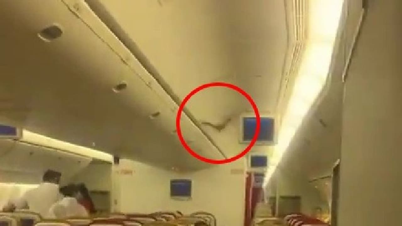 এয়ার ইন্ডিয়ার বিমানের কেবিনে উড়ছে বাদুড়! মাঝ আকাশ থেকে ফিরে এল বিমান