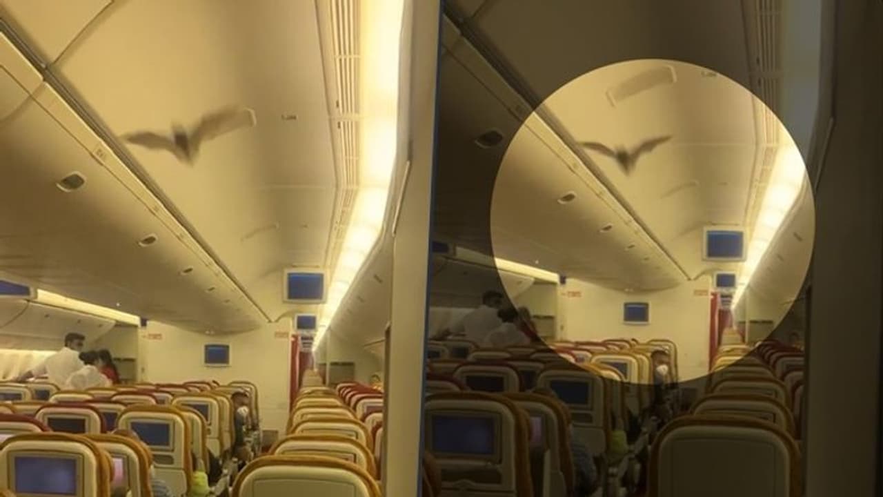 ಅಮೆರಿಕ ಹೊರಟ್ಟಿದ್ದ ವಿಮಾನದ ಮಾರ್ಗ ಬದಲಿಸಿದ ಬಾವಲಿ; ವಾಪಸ್ ದೆಹಲಿಯಲ್ಲಿ ಲ್ಯಾಂಡ್! ಅಮೆರಿಕ ಹೊರಟ್ಟಿದ್ದ ವಿಮಾನದ ಮಾರ್ಗ ಬದಲಿಸಿದ ಬಾವಲಿ; ವಾಪಸ್ ದೆಹಲಿಯಲ್ಲಿ ಲ್ಯಾಂಡ್!