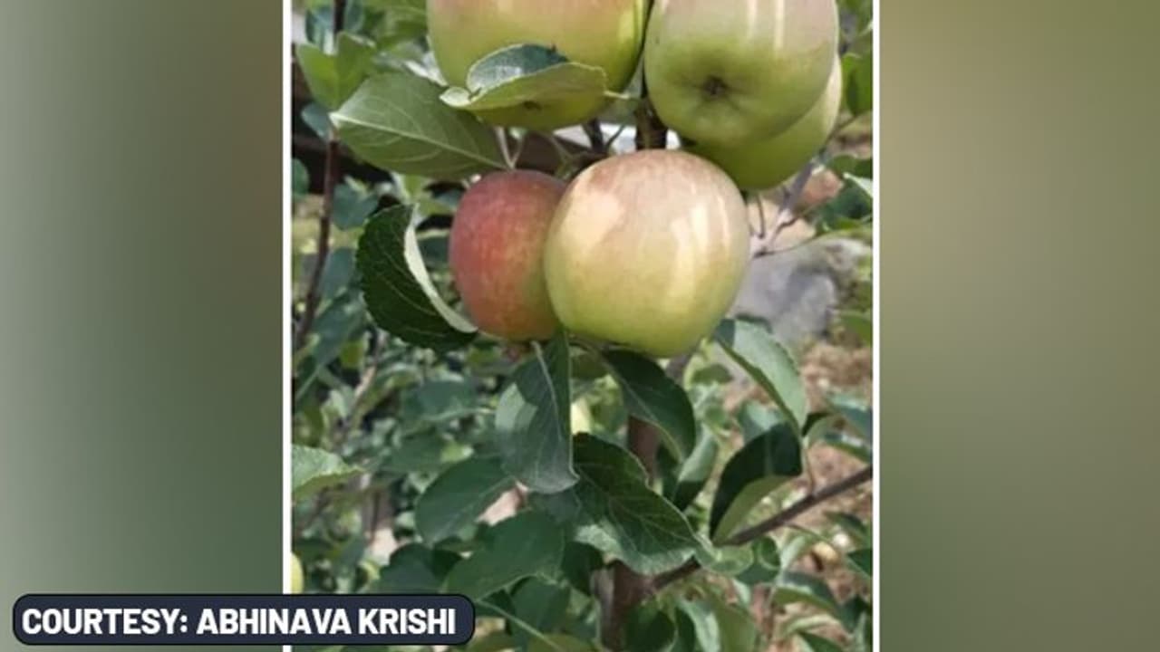 Himachal Pradesh: Farmer develops apples that don’t require long chilling hours for flowering, fruit setting