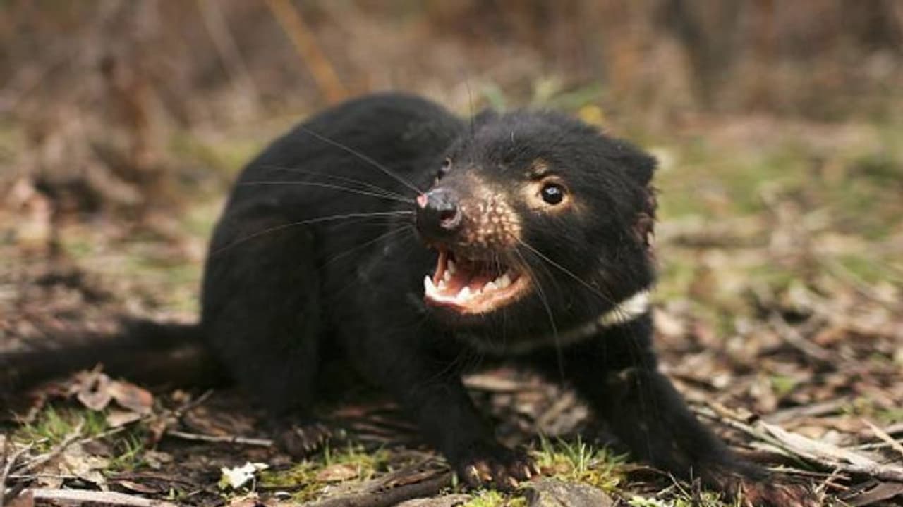 3000 വർഷങ്ങൾക്കുശേഷം 'ടാസ്മേനിയൻ ഡെവിൾ' തിരിച്ചുവരുന്നു, ഏഴ് കുഞ്ഞുങ്ങൾ ജനിച്ച സന്തോഷത്തിൽ സംരക്ഷണപ്രവർത്തകർ 3000 വർഷങ്ങൾക്കുശേഷം 'ടാസ്മേനിയൻ ഡെവിൾ' തിരിച്ചുവരുന്നു, ഏഴ് കുഞ്ഞുങ്ങൾ ജനിച്ച സന്തോഷത്തിൽ സംരക്ഷണപ്രവർത്തകർ