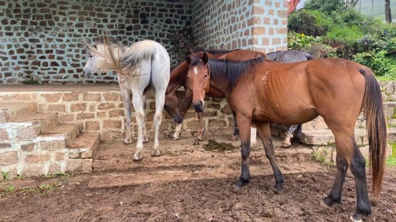 ಗಂಗಾವತಿ: ಪ್ರವಾಸಿಗರಿಗೆ ಕುದರೆ ಸವಾರಿ ಮೂಲಕ ವೀಕ್ಷಣೆಗೆ ಚಿಂತನೆ ಗಂಗಾವತಿ: ಪ್ರವಾಸಿಗರಿಗೆ ಕುದರೆ ಸವಾರಿ ಮೂಲಕ ವೀಕ್ಷಣೆಗೆ ಚಿಂತನೆ