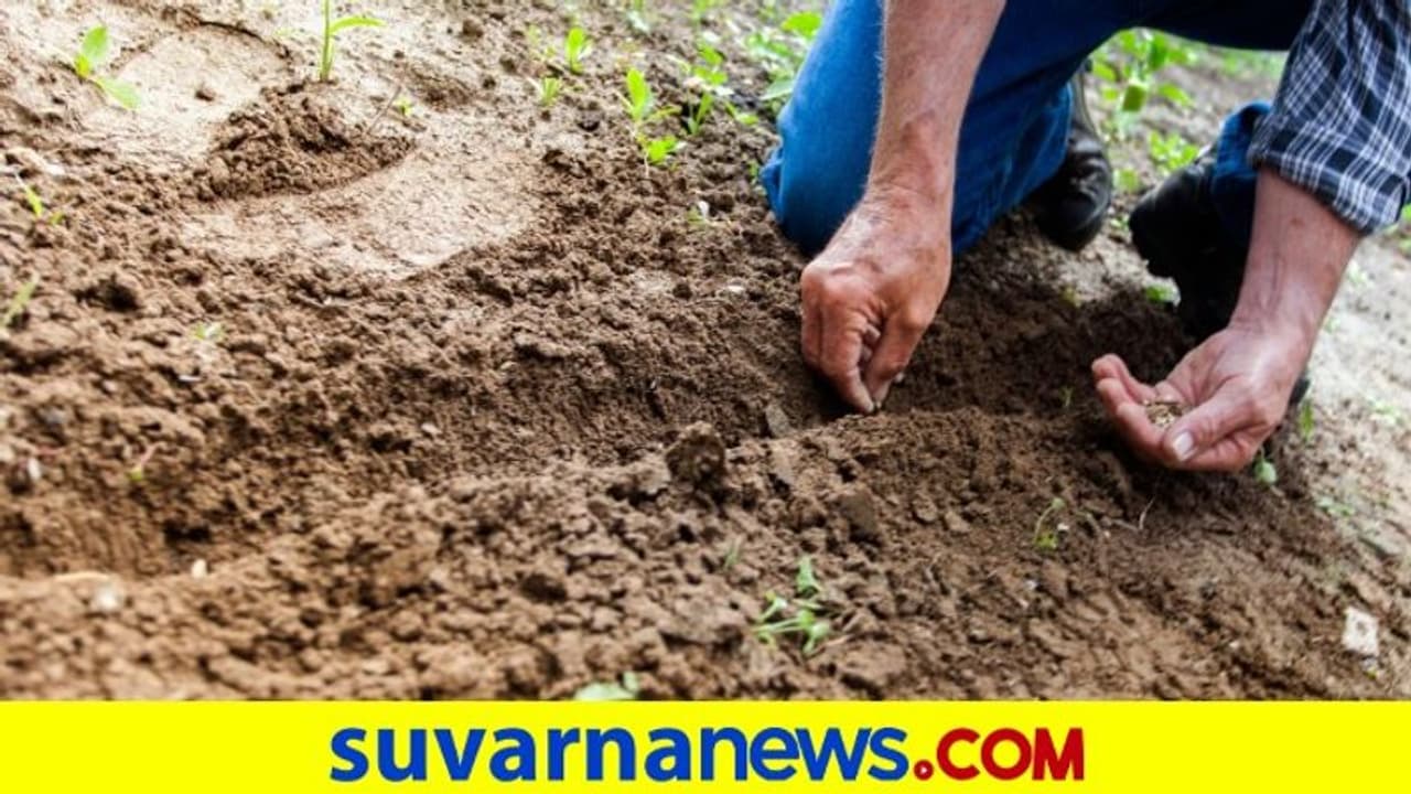 ಕೊರೋನಾ ಸಂಕಷ್ಟದಲ್ಲೂ ಬಿತ್ತುಳುವುದನ್ನು ಬಿಡದ ಅನ್ನದಾತನಿಗೆ ನಮಸ್ಕಾರ! ಕೊರೋನಾ ಸಂಕಷ್ಟದಲ್ಲೂ ಬಿತ್ತುಳುವುದನ್ನು ಬಿಡದ ಅನ್ನದಾತನಿಗೆ ನಮಸ್ಕಾರ!