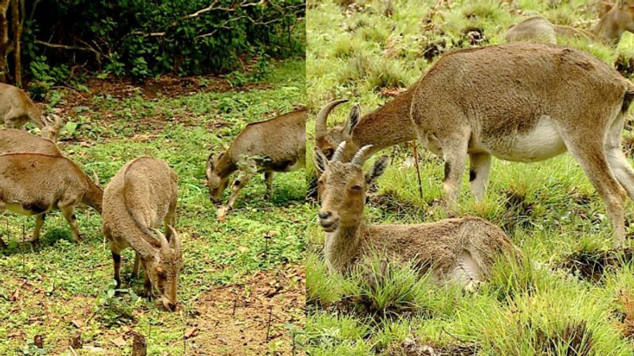 പുതുതായി പിറന്ന വരയാട്ടിന്‍ കുട്ടികളെ കണ്ടെത്തി, ഇരവികുളത്ത് പതിവിലും നേരത്തേ സന്ദര്‍ശക വിലക്കിന് സാധ്യത