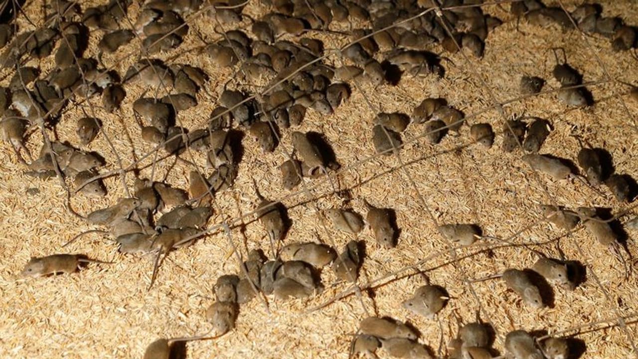 ഓസ്ട്രേലിയയെ കാര്ന്ന് എലിക്കൂട്ടം; വന് നാശനഷ്ടം; ഇന്ത്യയില് നിന്നും 'എലി വിഷം' വാങ്ങാന് ഓസ്ട്രേലിയ ഓസ്ട്രേലിയയെ കാര്ന്ന് എലിക്കൂട്ടം; വന് നാശനഷ്ടം; ഇന്ത്യയില് നിന്നും 'എലി വിഷം' വാങ്ങാന് ഓസ്ട്രേലിയ