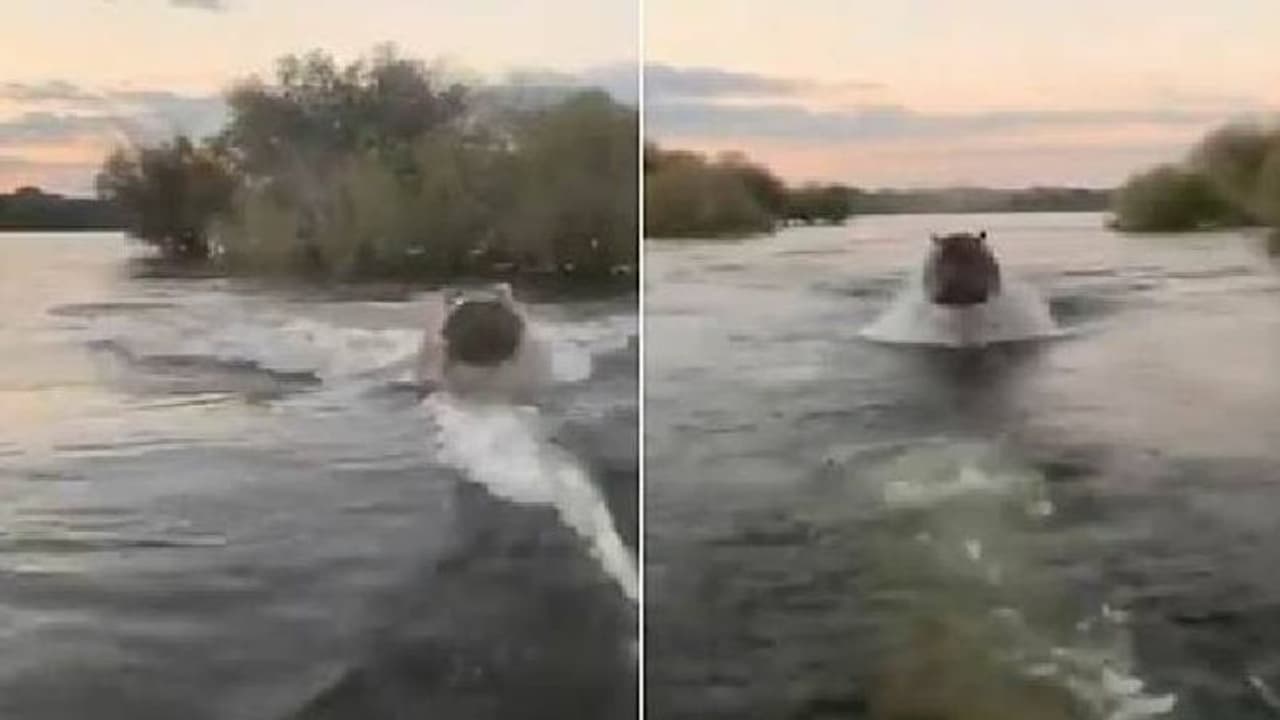 ബോട്ടിനെ പിന്തുടർന്ന് ഹിപ്പോപൊട്ടാമസ്; വീഡിയോ കണ്ടത് 10 ലക്ഷം പേര്! ബോട്ടിനെ പിന്തുടർന്ന് ഹിപ്പോപൊട്ടാമസ്; വീഡിയോ കണ്ടത് 10 ലക്ഷം പേര്!