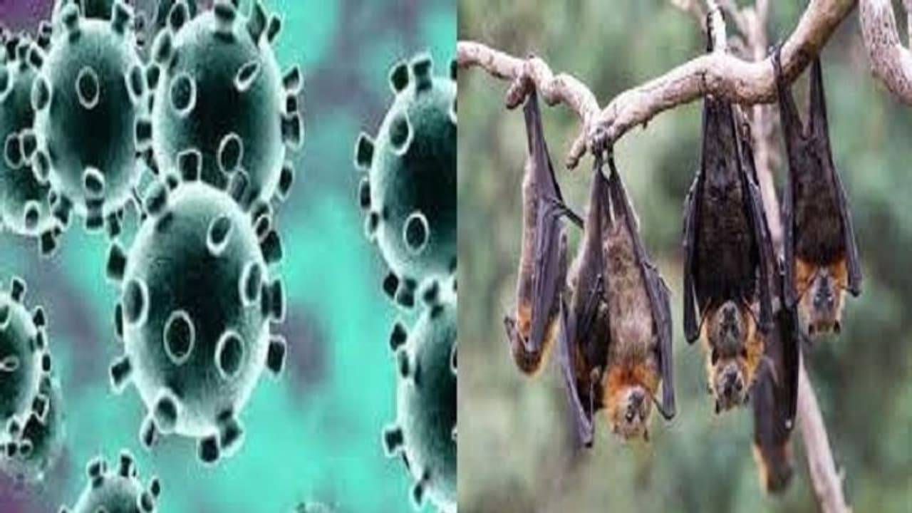 ಚೀನಾ ಬಾವಲಿಗಳಲ್ಲಿ 24 ಹೊಸ ಮಾದರಿ ಕೊರೋನಾ ವೈರಸ್ ಪತ್ತೆ! ಚೀನಾ ಬಾವಲಿಗಳಲ್ಲಿ 24 ಹೊಸ ಮಾದರಿ ಕೊರೋನಾ ವೈರಸ್ ಪತ್ತೆ!