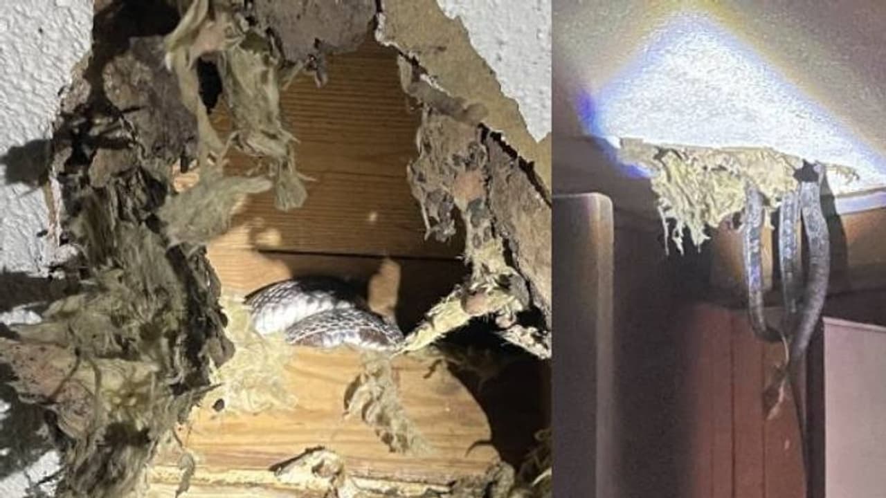 വീടിന്‍റെ തട്ടിൻപുറത്ത് ചില ശബ്ദങ്ങൾ; പരിശോധനയില്‍ കണ്ടത് അമ്പരപ്പിക്കുന്ന കാഴ്ച; വൈറലായി ചിത്രങ്ങള്‍...