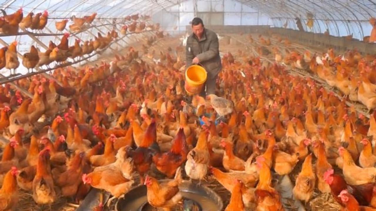 चीन में एक और आफत : इंसानों में मिला बर्ड फ्लू का संक्रमण, दुनिया में इस तरह का पहला केस चीन में एक और आफत : इंसानों में मिला बर्ड फ्लू का संक्रमण, दुनिया में इस तरह का पहला केस