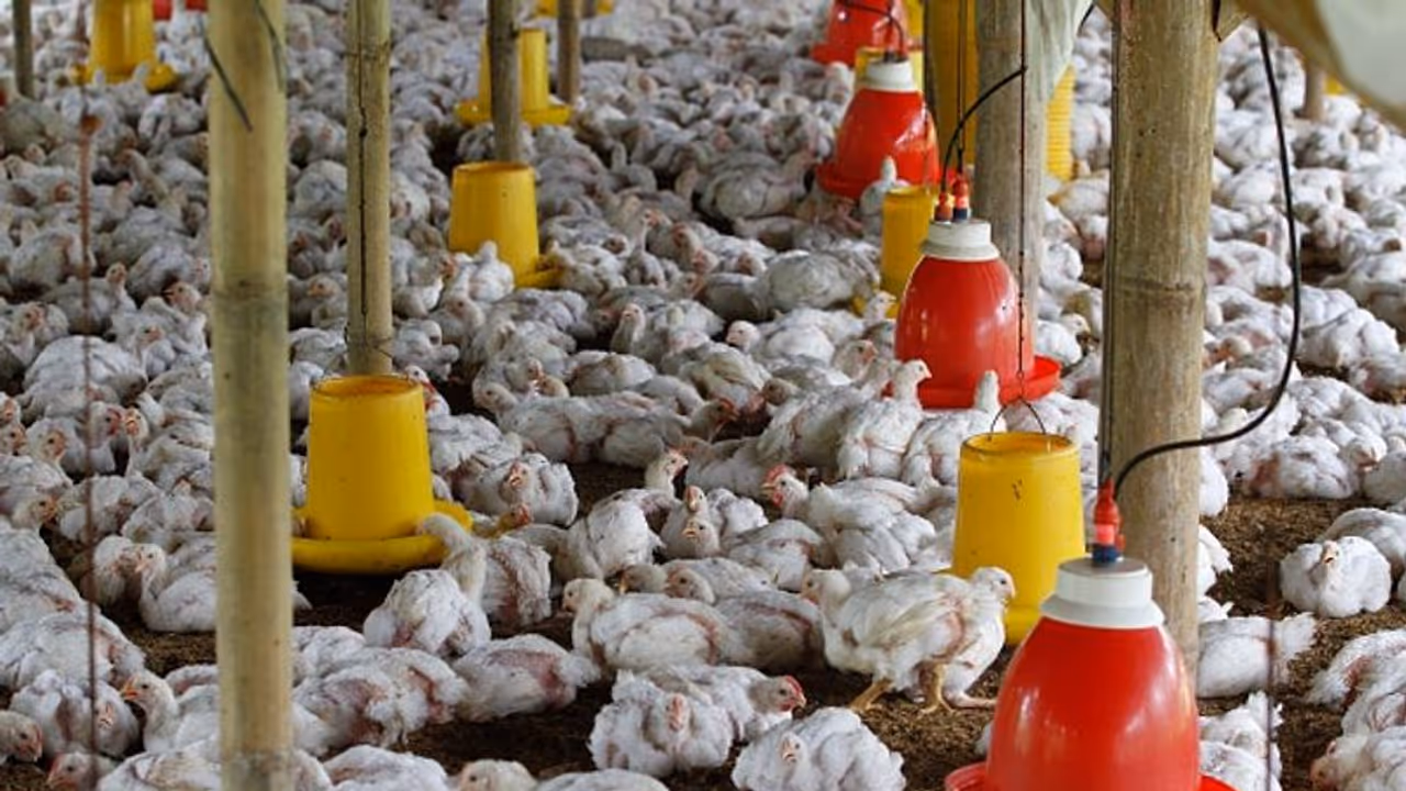 Australia reports first human case of bird flu, says child was infected in India