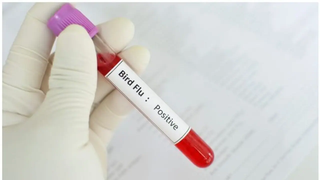 Bird Flu In Kerala: ಕೇರಳದಲ್ಲಿ ಮತ್ತೆ ಹಕ್ಕಿಜ್ವರ, ಕೋಳಿಗಳ ಮಾರಣ ಹೋಮ Bird Flu In Kerala: ಕೇರಳದಲ್ಲಿ ಮತ್ತೆ ಹಕ್ಕಿಜ್ವರ, ಕೋಳಿಗಳ ಮಾರಣ ಹೋಮ