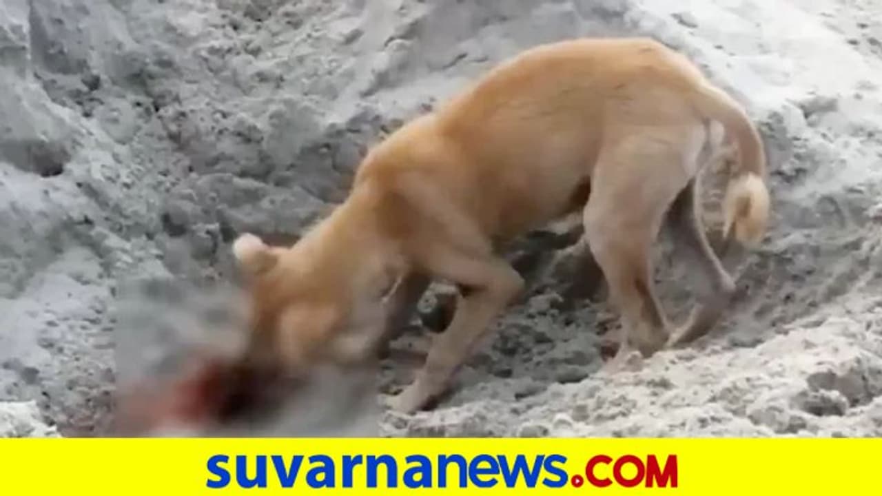 ಕೋವಿಡ್ ಶವಗಳು ನಾಯಿಗೆ ಆಹಾರ: ಶ್ವಾನಗಳ ವಿಡಿಯೋ ವೈರಲ್! ಕೋವಿಡ್ ಶವಗಳು ನಾಯಿಗೆ ಆಹಾರ: ಶ್ವಾನಗಳ ವಿಡಿಯೋ ವೈರಲ್!