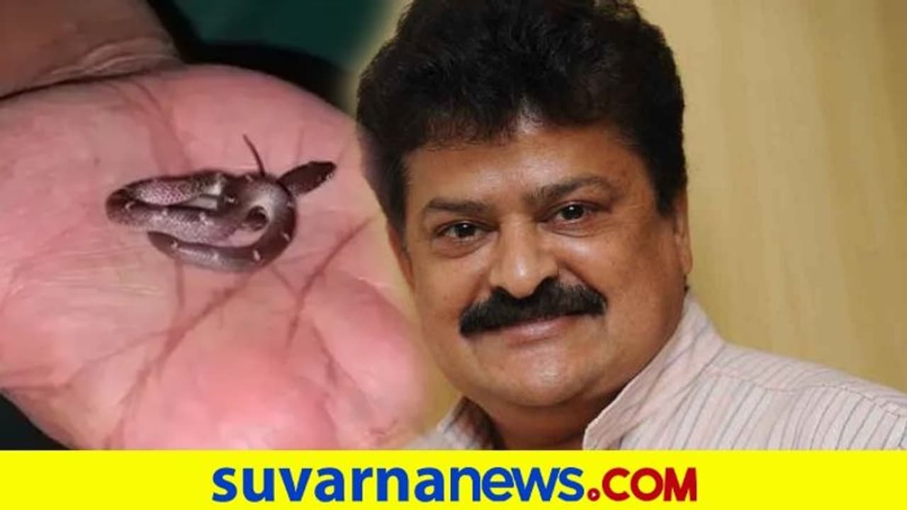 ನಟ ಮಂಡ್ಯ ರಮೇಶ್ ಮನೆಗೆ ನುಗ್ಗಿದ ವಿಷರಹಿತ ತೋಳದ ಹಾವು!
