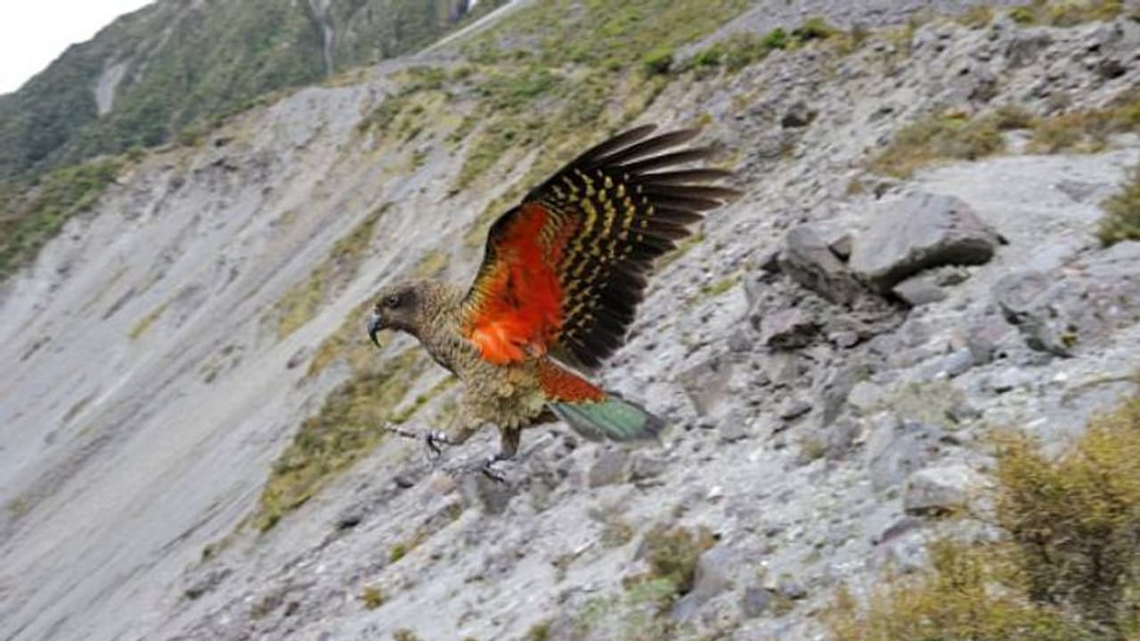മനുഷ്യരുടെ ശല്യം സഹിക്ക വയ്യ, കീ തത്തകൾ മലകളിലേക്ക് കുടിയേറുന്നുവെന്ന് പഠനം മനുഷ്യരുടെ ശല്യം സഹിക്ക വയ്യ, കീ തത്തകൾ മലകളിലേക്ക് കുടിയേറുന്നുവെന്ന് പഠനം