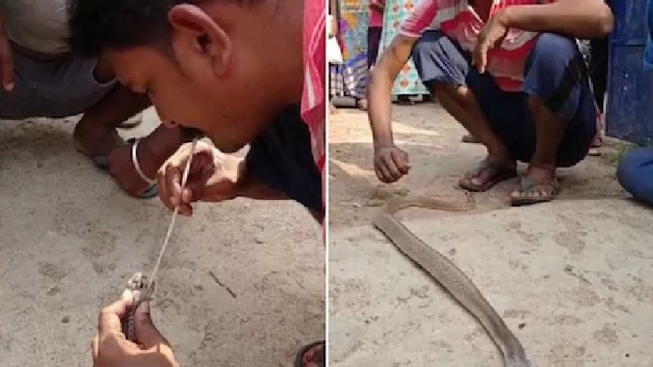 दावा: शख्स ने मुंह से अपनी सांस देकर सांप को कर दिया जिंदा, देखने वालों के उड़ गए होश दावा: शख्स ने मुंह से अपनी सांस देकर सांप को कर दिया जिंदा, देखने वालों के उड़ गए होश