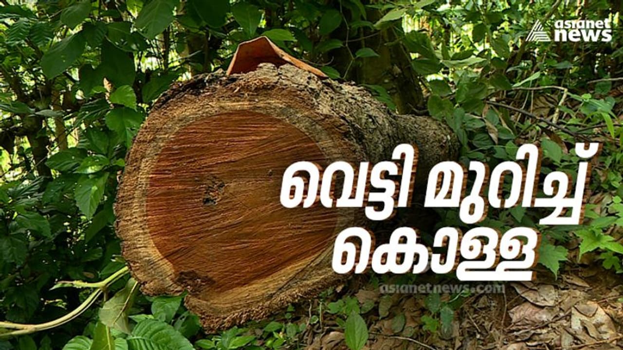മുട്ടിൽ മരംമുറി കേസ്: റവന്യൂ വനംവകുപ്പ് ഉദ്യോഗസ്ഥർക്ക് വീഴ്ച പറ്റിയെന്ന് റിപ്പോർട്ട്