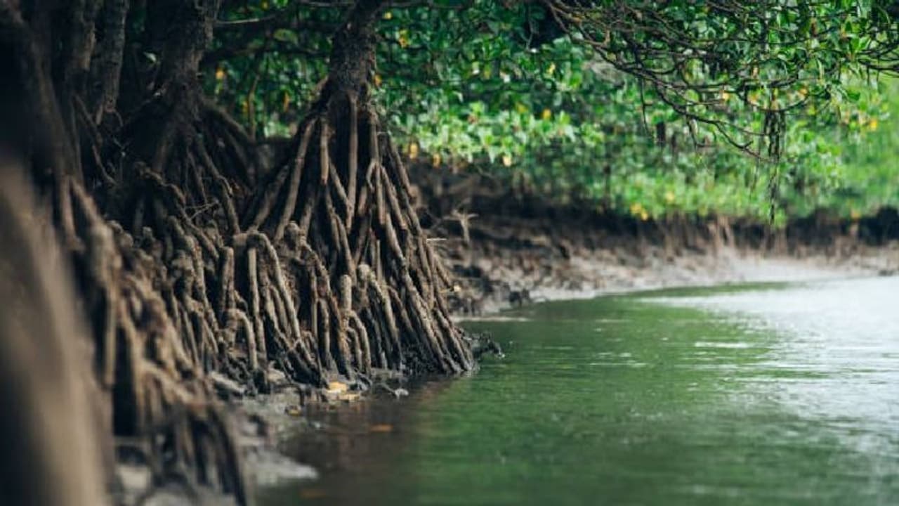 মুখ্যমন্ত্রীর কড়া নির্দেশ সত্ত্বেও নির্বিচারে কাটা হচ্ছে ম্যানগ্রোভ, বারবার ভাঙছে নদীবাঁধ মুখ্যমন্ত্রীর কড়া নির্দেশ সত্ত্বেও নির্বিচারে কাটা হচ্ছে ম্যানগ্রোভ, বারবার ভাঙছে নদীবাঁধ