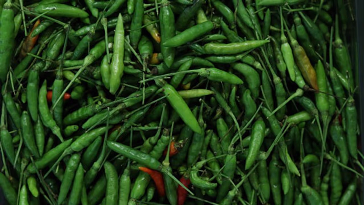 বর্ষাকালে লঙ্কা পচে যাচ্ছে? দীর্ঘদিন কাঁচা লঙ্কা তাজা রাখার ১০ সহজ উপায় বর্ষাকালে লঙ্কা পচে যাচ্ছে? দীর্ঘদিন কাঁচা লঙ্কা তাজা রাখার ১০ সহজ উপায়