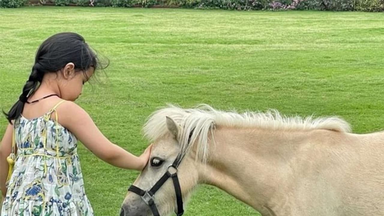 Watch MS Dhoni's pony having a playful time with his dogs Watch MS Dhoni's pony having a playful time with his dogs