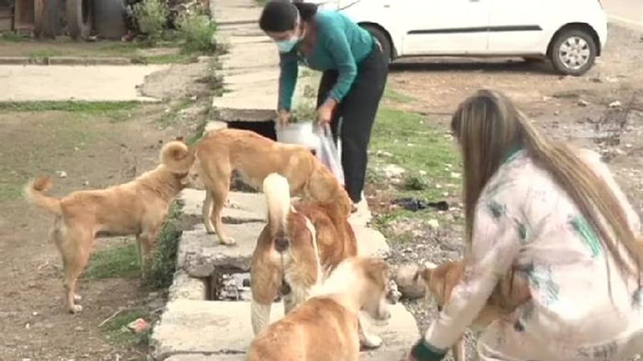 തെരുവ് നായകള്‍ക്ക് മൃഗസ്നേഹികളുടെ വീടുകളില്‍ വച്ച് മാത്രം ഭക്ഷണം നല്‍കുക; സുപ്രധാന ഉത്തരവുമായി മുംബൈ ഹൈക്കോടതി