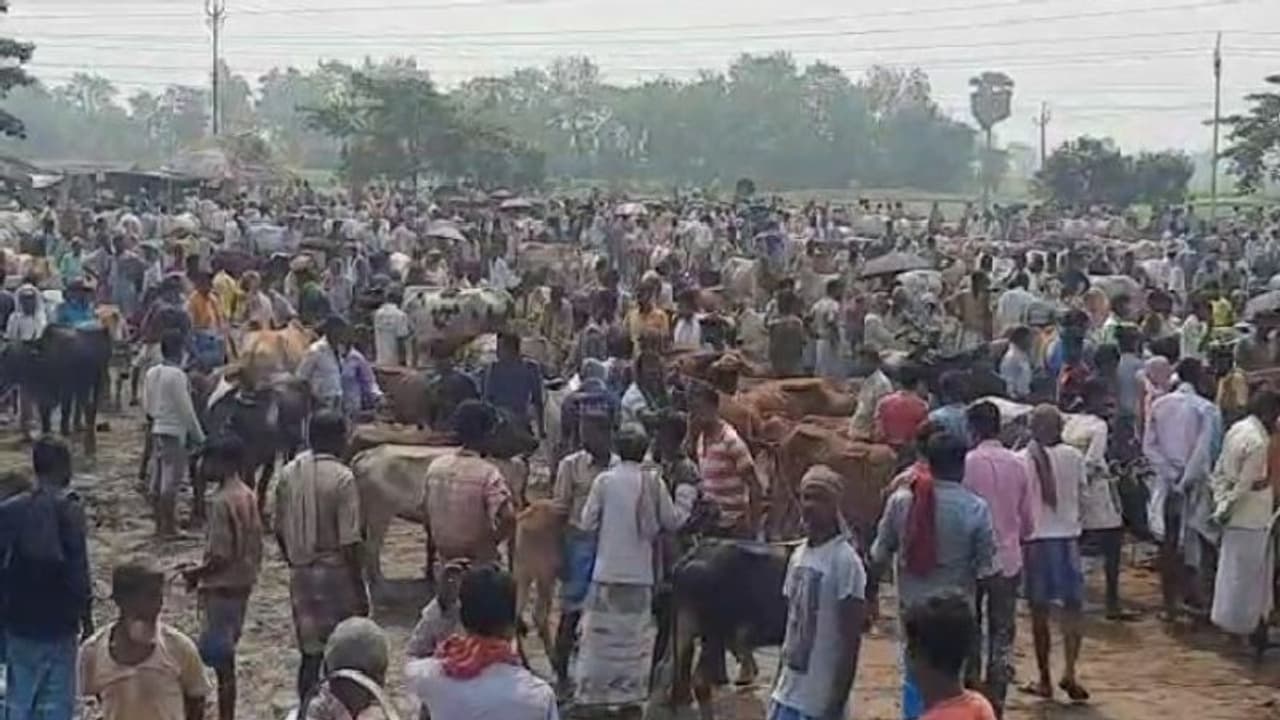 তৃণমূল নেতা আকবরের পশুর হাটে কয়েক হাজার জমায়েত, আটক ৫