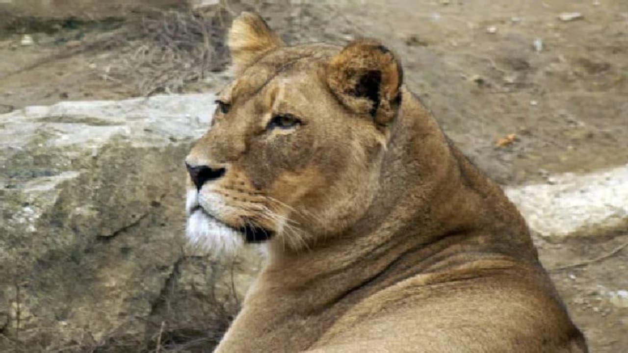 കൊവിഡ് ബാധിച്ച് കാഴ്ച ബംഗ്ലാവിലെ സിംഹത്തിന് അന്ത്യം; മറ്റ് 8 സിംഹങ്ങള്‍ക്ക് കൂടി കൊവിഡ് ബാധ