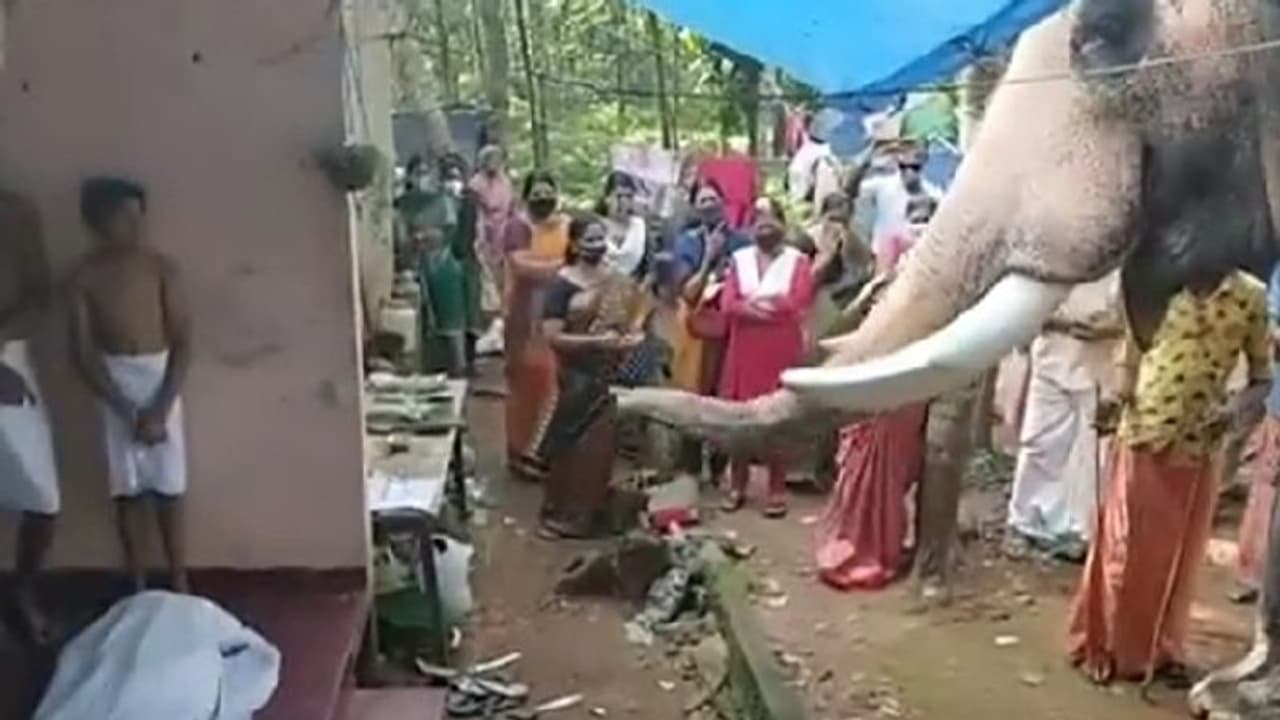 പാപ്പാന് അന്തിമോപചാരം അര്പ്പിക്കാനെത്തി ആന; കണ്ണ് നനയിക്കുന്ന വീഡിയോ... പാപ്പാന് അന്തിമോപചാരം അര്പ്പിക്കാനെത്തി ആന; കണ്ണ് നനയിക്കുന്ന വീഡിയോ...