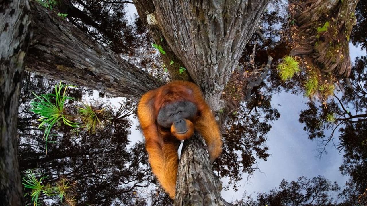 ಒಮ್ಮೆ ನೋಡಿದರೆ ಬೆರಗಿನ ಪೋಟೋ ಅರ್ಥವಾಗಲ್ಲ, ವಿಶ್ವವೇ ತಲೆಕೆಳಗಾಗಿದೆ!