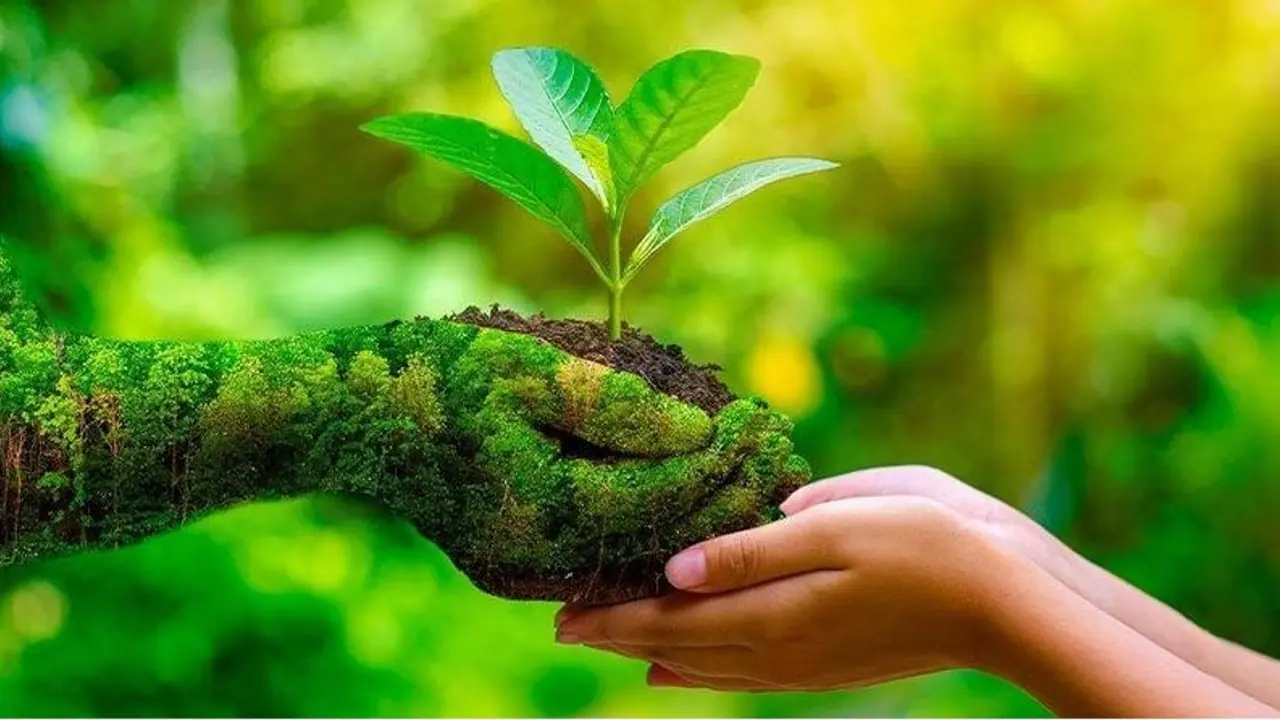 Plants Respond to Pain: ಪ್ರಾಣಿಗಳಷ್ಟೇ ಅಲ್ಲ, ನೋವಾದಾಗ ಸಸ್ಯಗಳೂ ಕಿರುಚುತ್ತವೆ ಗೊತ್ತಾ?