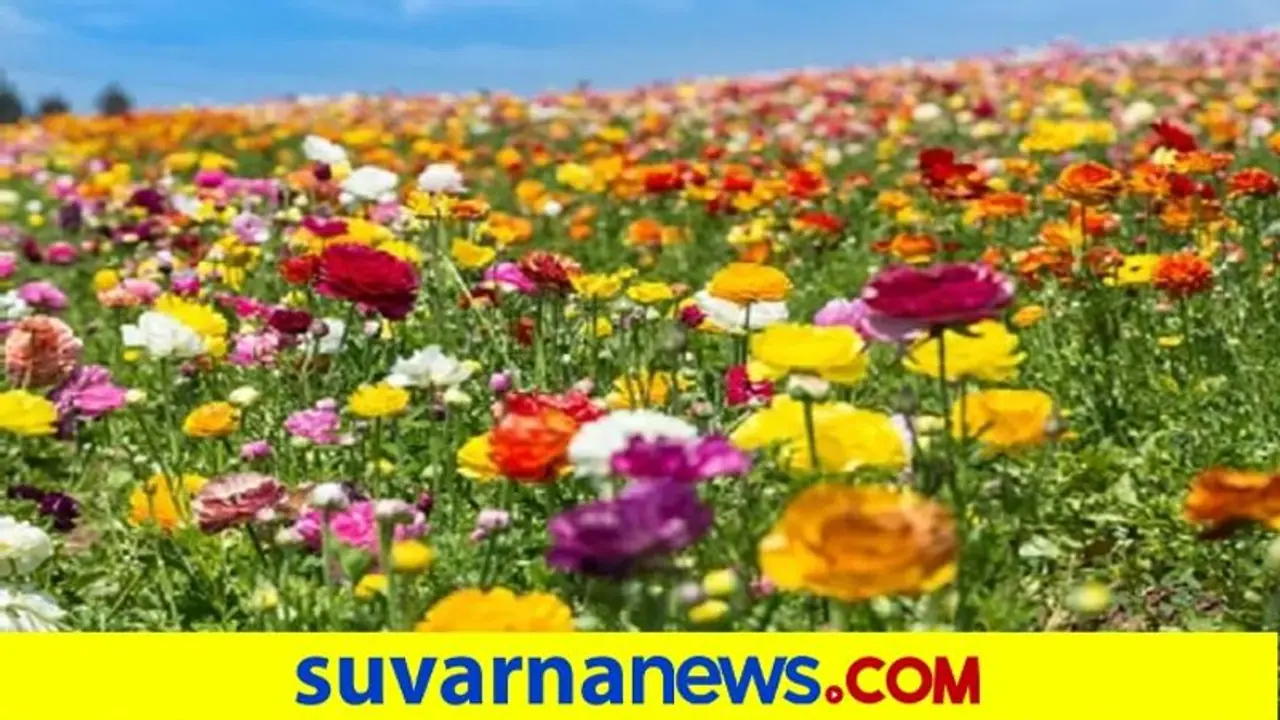 ಹೂ ಬೆಳೆಗಾರರಿಗೆ ಆಷಾಢ ಮಾಸದ ಬರೆ : ಹೂವಿನ ದರ ತೀವ್ರ ಕುಸಿತ