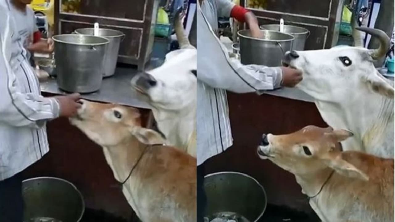 ಕಾಂಪಿಟೀಶನ್ಗೆ ಬಿದ್ದು ಗೋಲ್ಗಪ್ಪಾ ತಿಂದು ಸಂಭ್ರಮಿಸಿದ ಹಸು ಕರು; ವಿಡಿಯೋ ವೈರಲ್! ಕಾಂಪಿಟೀಶನ್ಗೆ ಬಿದ್ದು ಗೋಲ್ಗಪ್ಪಾ ತಿಂದು ಸಂಭ್ರಮಿಸಿದ ಹಸು ಕರು; ವಿಡಿಯೋ ವೈರಲ್!